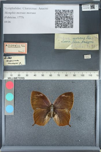 Media type: image;   Entomology 164788